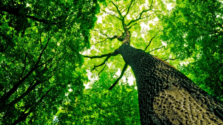 Власти Алматы приобрели технику для пересадки многолетних деревьев
Власти Алматы приобрели технику для пересадки многолетних деревьев