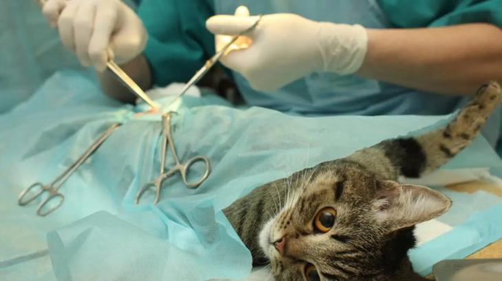 Скорая помощь для бродячих животных заработала в Алматы
Скорая помощь для бродячих животных заработала в Алматы