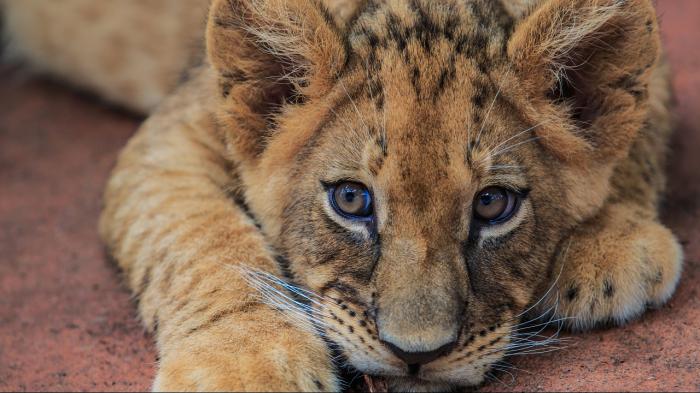 В одном из автосервисов Астаны незаконно содержали львёнка
В одном из автосервисов Астаны незаконно содержали львёнка