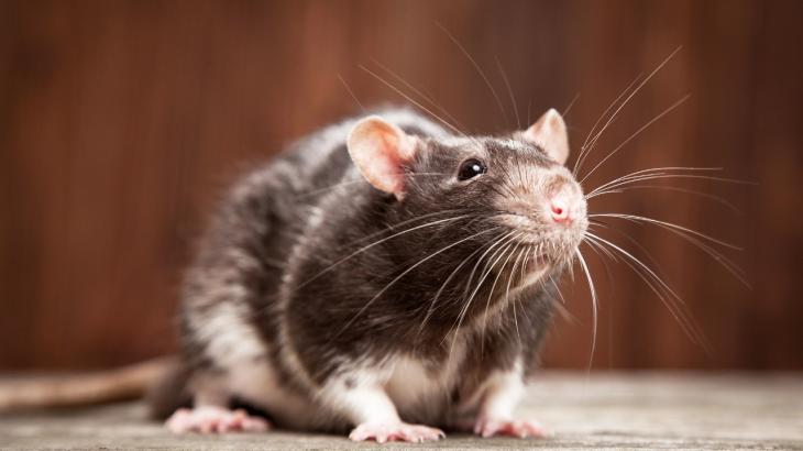 
                                                                                                                                                                                                                                                                                                                                                                                                                                                                Борьбу с крысами начали в Алматы
                                                    