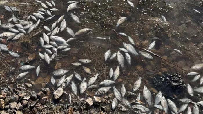 Множество мёртвых рыбок обнаружили в Ботаническом саду Астаны
Множество мёртвых рыбок обнаружили в Ботаническом саду Астаны