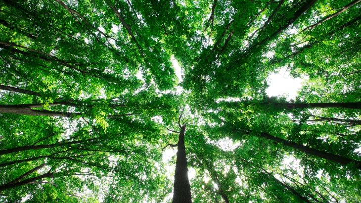 
                                                                                                                                                                                                                                                                                                                                                                                                                                                                                                                                                                                                                                        Благоустройство рощи Баума в Алматы начнут в июне
                                                    