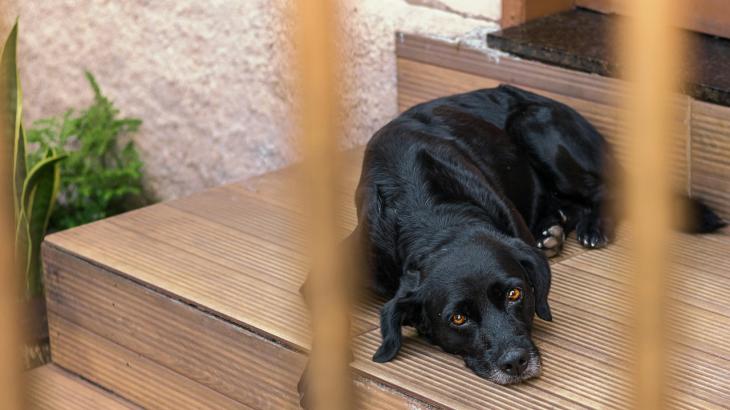 Владельцев "опасных" собак обяжут вешать специальные таблички на ворота дома в Алматы
Владельцев "опасных" собак обяжут вешать специальные таблички на ворота дома в Алматы