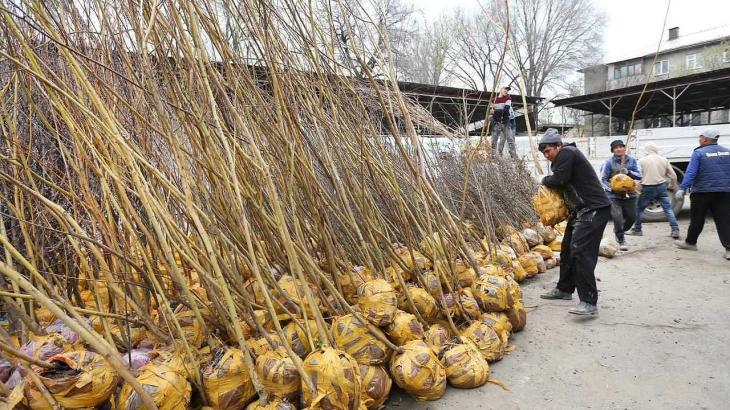 
                                                                                                                                                                                                                                                                                                                                                                                                                                                                                                                                                    Жители Алматы могут беcплатно получить саженцы для озеленения дворов
                                                    