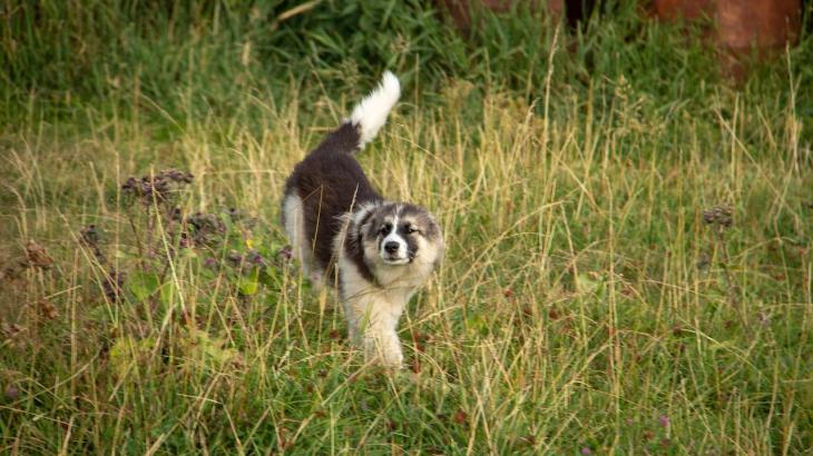 
                                                                                                                                                                                                                                                                                                                                                                                                                                                                Где в Алматы можно бесплатно cтерилизовать домашних животных
                                                    
