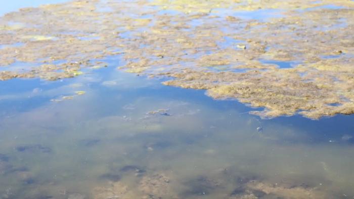 
                                                                                                                                                                                                                                                                                                                                                                                                                                                                                                "Лебеди плавают в мусоре". Видео с цветущим водоёмом в центральном парке Астаны прокомментировали в акимате
                                                            