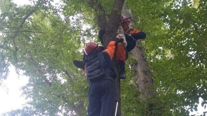 Двоих котов за один день сняли спасатели с деревьев в Астане
Двоих котов за один день сняли спасатели с деревьев в Астане