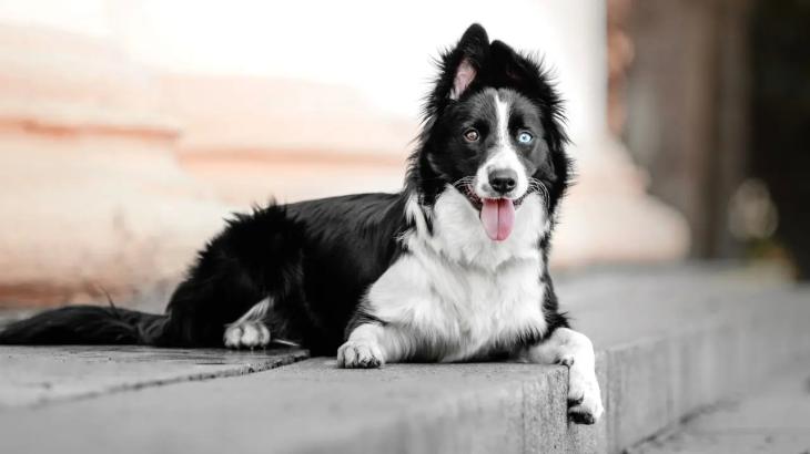 
                                                                                                                                                                                                                                                                                                                                                                                                                                                                                                Программа бесплатного чипирования домашних животных стартовала в Алматы
                                                            