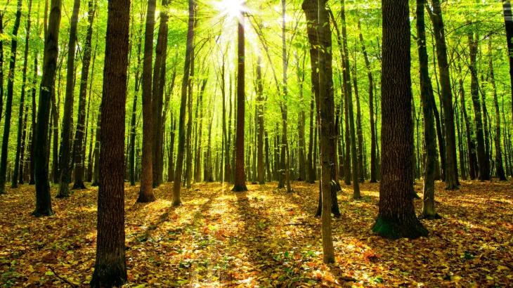 
                                                                                                                                                                                                                                                                                                                                                                                                                                                                                                                                                                                                                                                                                                                                        Благоустройство рощи Баума начали в Алматы
                                                            