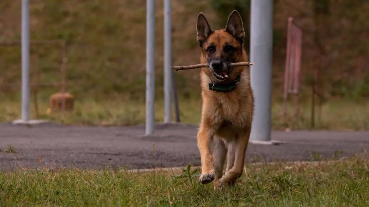 Площадка для выгула собак может появиться возле Сайрана в Алматы
Площадка для выгула собак может появиться возле Сайрана в Алматы
