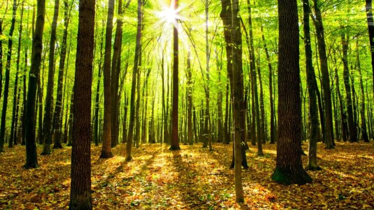 Работы по благоустройству рощи Баума в Алматы до сих пор не начались
Работы по благоустройству рощи Баума в Алматы до сих пор не начались