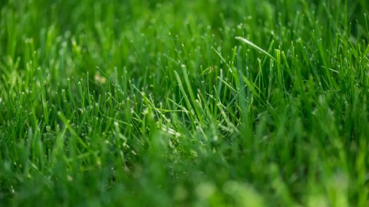 "Обычный полив тоже сохраним". Районный аким прокомментировал "покраску" газона вдоль ВОАД
"Обычный полив тоже сохраним". Районный аким прокомментировал "покраску" газона вдоль ВОАД