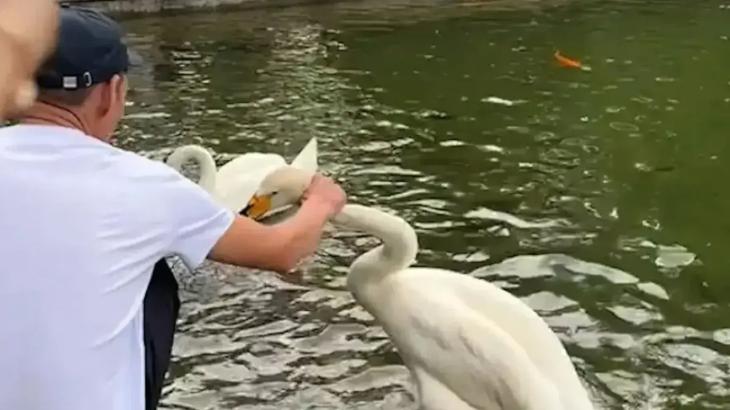 
                                                                                                                                                                                                                                                                                                                                                                                                                                                                                                Алматыда аққуды мойнынан ұстап қылқындырған ер адам қамауға алынды
                                                            