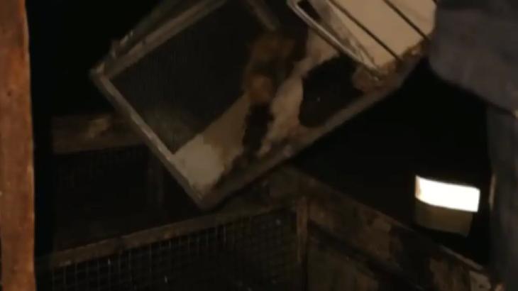 Хомяков и баранов спасли из горящего здания в Алматы
Хомяков и баранов спасли из горящего здания в Алматы