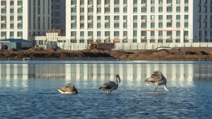 
                                                                                                                                                                                                                                                                                                                                                                                                                                                                                                                                                                                                                    "Талдыколь должны сохранить". Будут ли застраивать озеро, ответил вице-премьер
                                                            