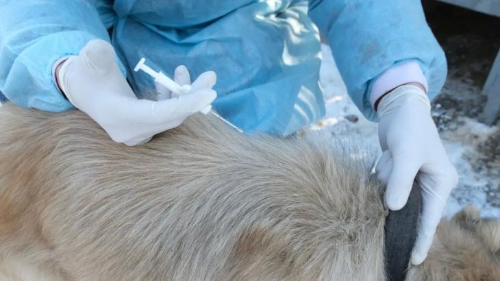 Собаки, косули и сова: скорая ветпомощь спасла более 200 животных в Алматы
Собаки, косули и сова: скорая ветпомощь спасла более 200 животных в Алматы