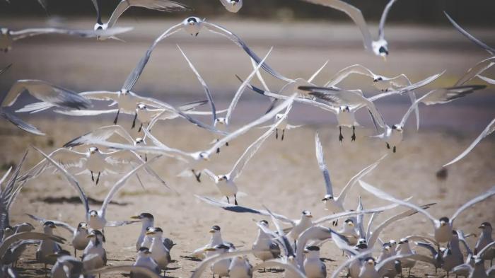 "Местные это делают бесплатно". Фонд из Астаны выиграл грант на спасение птиц в Мангистау, но не выполнил работы
"Местные это делают бесплатно". Фонд из Астаны выиграл грант на спасение птиц в Мангистау, но не выполнил работы