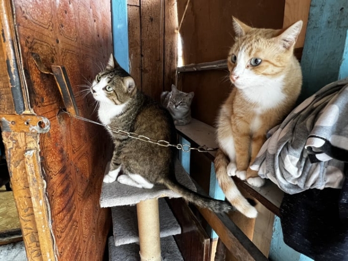 “Мы никому не нужны, кроме них“. Казахстанка “отдала“ свой дом кошкам “Мы никому не нужны, кроме них“. Казахстанка “отдала“ свой дом кошкам