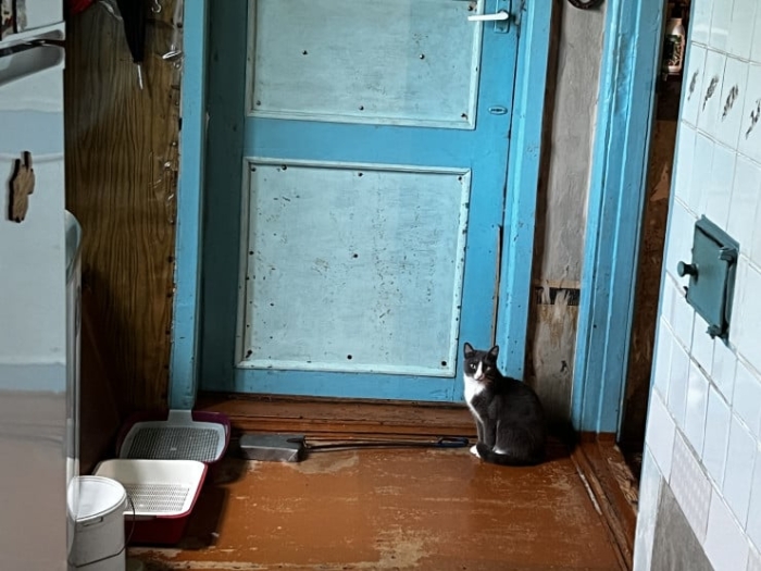 “Мы никому не нужны, кроме них“. Казахстанка “отдала“ свой дом кошкам “Мы никому не нужны, кроме них“. Казахстанка “отдала“ свой дом кошкам