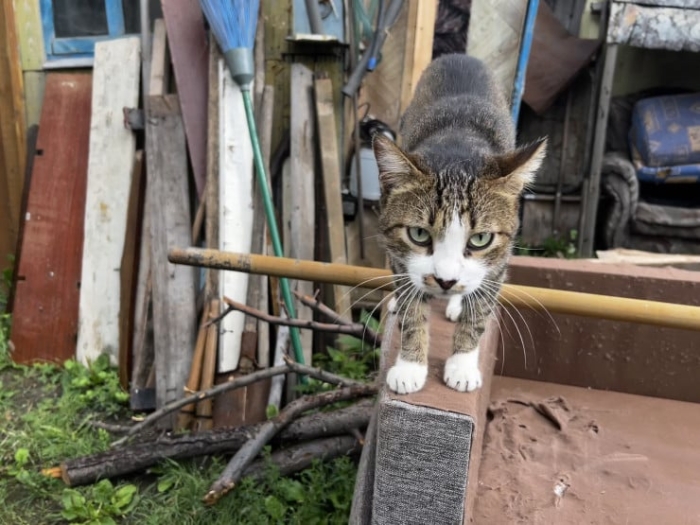 “Мы никому не нужны, кроме них“. Казахстанка “отдала“ свой дом кошкам “Мы никому не нужны, кроме них“. Казахстанка “отдала“ свой дом кошкам
