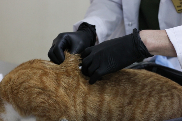 Как чипируют домашних животных в Казахстане