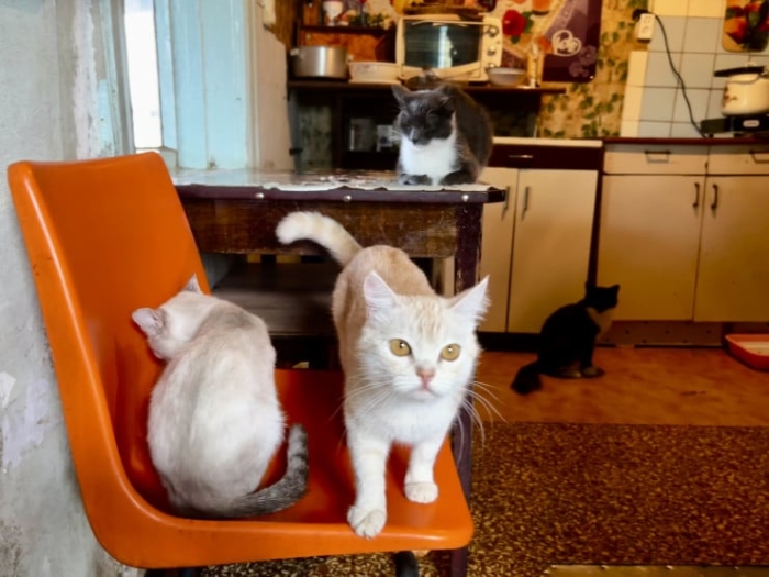 “Мы никому не нужны, кроме них“. Казахстанка “отдала“ свой дом кошкам “Мы никому не нужны, кроме них“. Казахстанка “отдала“ свой дом кошкам