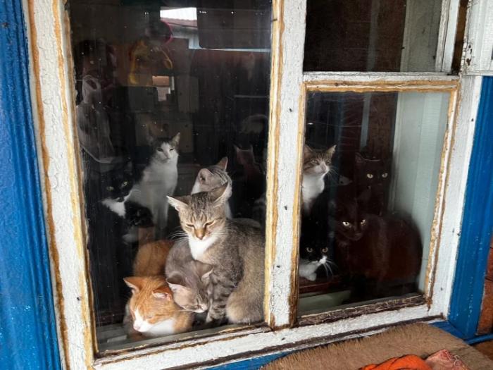 “Мы никому не нужны, кроме них“. Казахстанка “отдала“ свой дом кошкам “Мы никому не нужны, кроме них“. Казахстанка “отдала“ свой дом кошкам