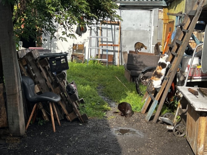 “Мы никому не нужны, кроме них“. Казахстанка “отдала“ свой дом кошкам “Мы никому не нужны, кроме них“. Казахстанка “отдала“ свой дом кошкам