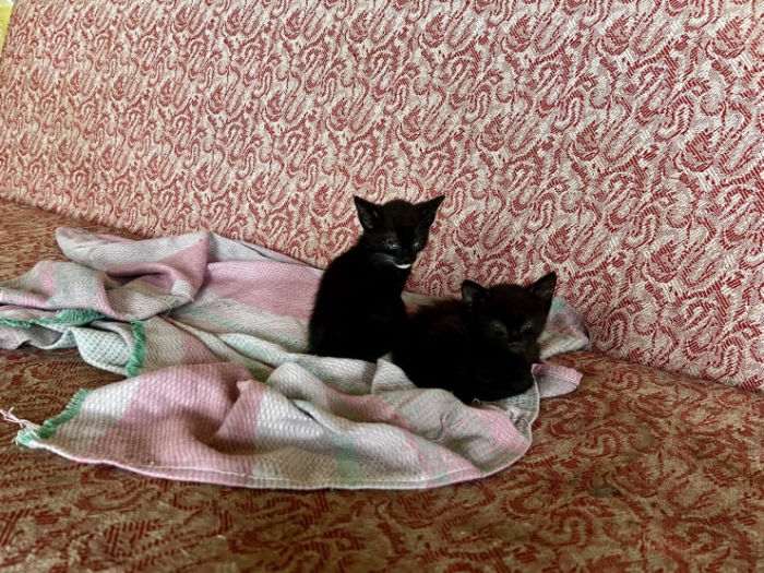 “Мы никому не нужны, кроме них“. Казахстанка “отдала“ свой дом кошкам “Мы никому не нужны, кроме них“. Казахстанка “отдала“ свой дом кошкам