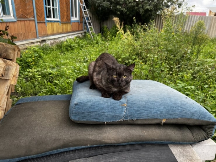 “Мы никому не нужны, кроме них“. Казахстанка “отдала“ свой дом кошкам “Мы никому не нужны, кроме них“. Казахстанка “отдала“ свой дом кошкам