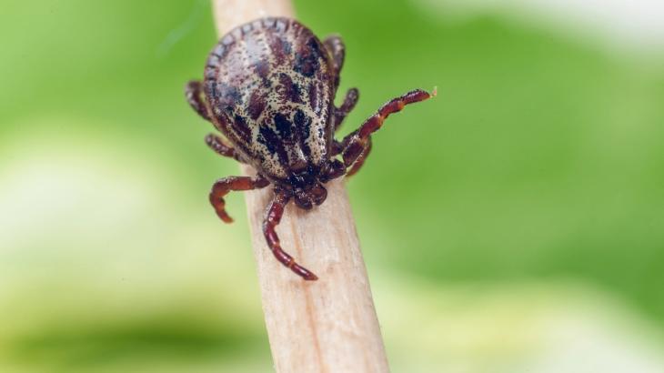 
                                                                                                                                                                                                                                                                                                                                                                            В Алматы открыли пункты серопрофилактики: куда обращаться после укуса клеща&nbsp;
                                                    