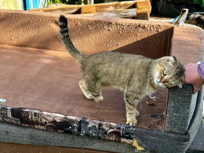“Мы никому не нужны, кроме них“. Казахстанка “отдала“ свой дом кошкам “Мы никому не нужны, кроме них“. Казахстанка “отдала“ свой дом кошкам