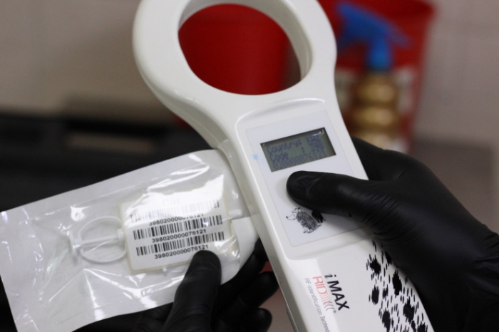 Как чипируют домашних животных в Казахстане