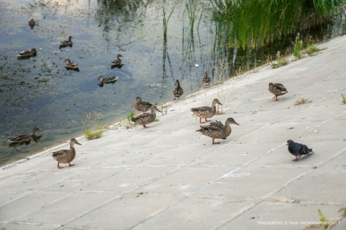 Ошибки при планировании, заброшенные парки и обманутые люди. Что происходит в Актобе? Ошибки при планировании, заброшенные парки и обманутые люди. Что происходит в Актобе?