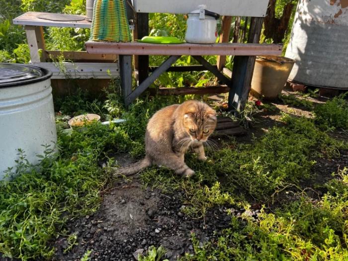 “Мы никому не нужны, кроме них“. Казахстанка “отдала“ свой дом кошкам “Мы никому не нужны, кроме них“. Казахстанка “отдала“ свой дом кошкам