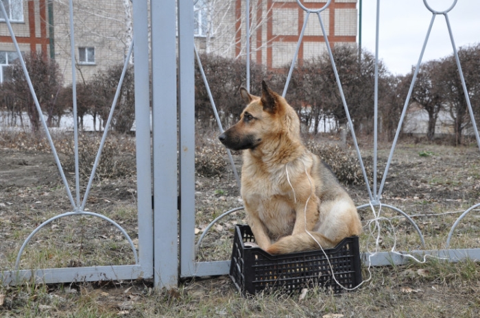 Эвакуируют даже эвакопункты: Петропавловск в ожидании самой большой воды в истории города Эвакуируют даже эвакопункты: Петропавловск в ожидании самой большой воды в истории города