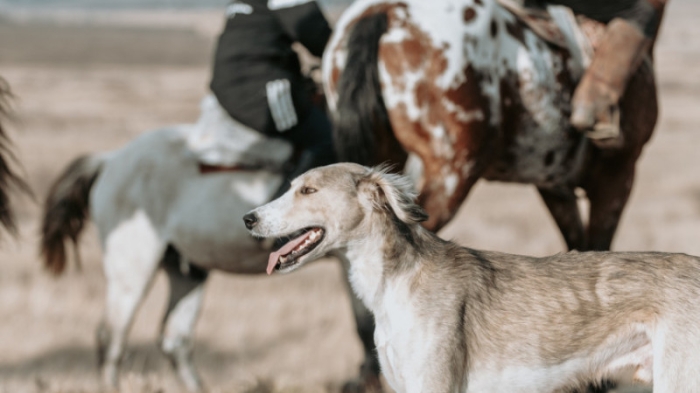 Казахская тазы победила на чемпионате мира в Женеве