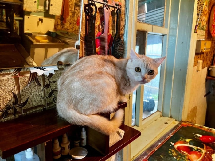 “Мы никому не нужны, кроме них“. Казахстанка “отдала“ свой дом кошкам “Мы никому не нужны, кроме них“. Казахстанка “отдала“ свой дом кошкам