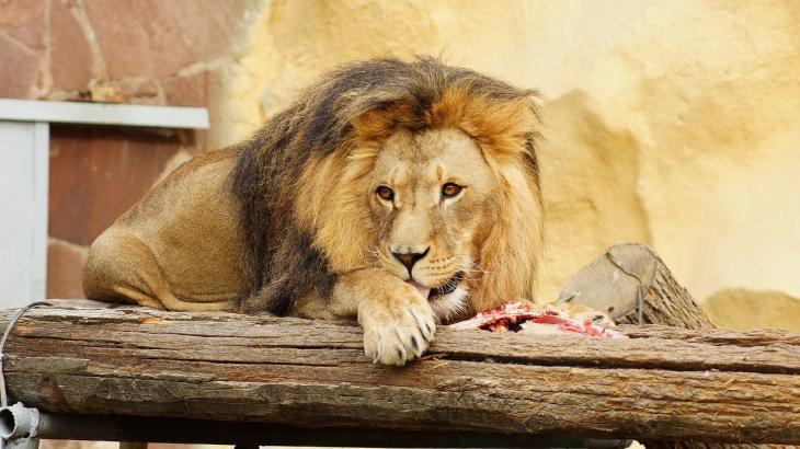 
                                                                                                                                                                                                                                                                                                                                                                            Зоопарк Алматы реконструируют по международным стандартам
                                                    