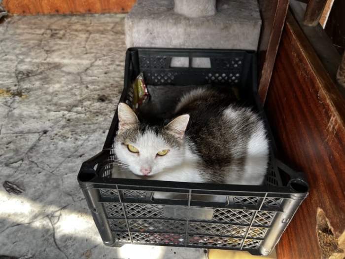 “Мы никому не нужны, кроме них“. Казахстанка “отдала“ свой дом кошкам “Мы никому не нужны, кроме них“. Казахстанка “отдала“ свой дом кошкам