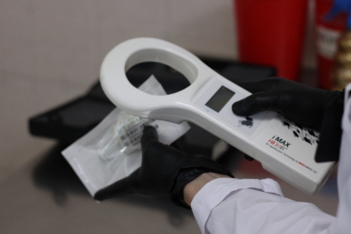 Как чипируют домашних животных в Казахстане