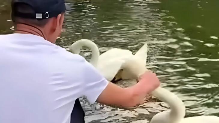 
                                                                                                                                                                                                                                                                                                                                                                                                                                                                                                                                                                                                                    Семь суток ареста получил посетитель, схвативший за шею лебедя в Ботаническом саду Алматы
                                                            