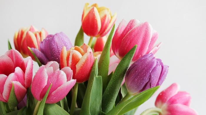 
                                                                                                                                                                                                                                                                                                                                                                                                                                                                                                                                                                                                                                                                                                                            В Астане раздадут тюльпаны и организуют концерты к 8 Марта
                                                    