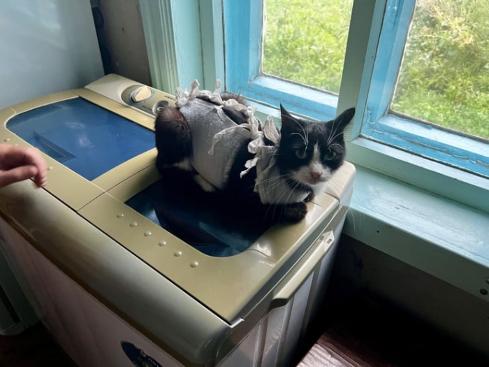 “Мы никому не нужны, кроме них“. Казахстанка “отдала“ свой дом кошкам “Мы никому не нужны, кроме них“. Казахстанка “отдала“ свой дом кошкам