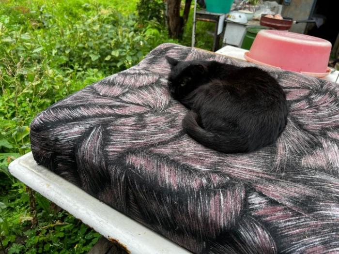 “Мы никому не нужны, кроме них“. Казахстанка “отдала“ свой дом кошкам “Мы никому не нужны, кроме них“. Казахстанка “отдала“ свой дом кошкам