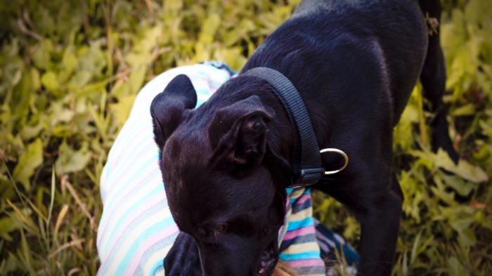 Собака покусала девочку в Караганде - владелец заплатит штраф