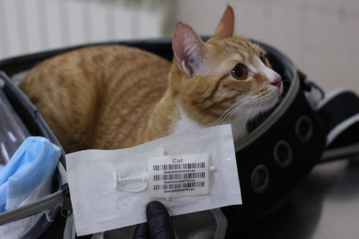 Как чипируют домашних животных в Казахстане