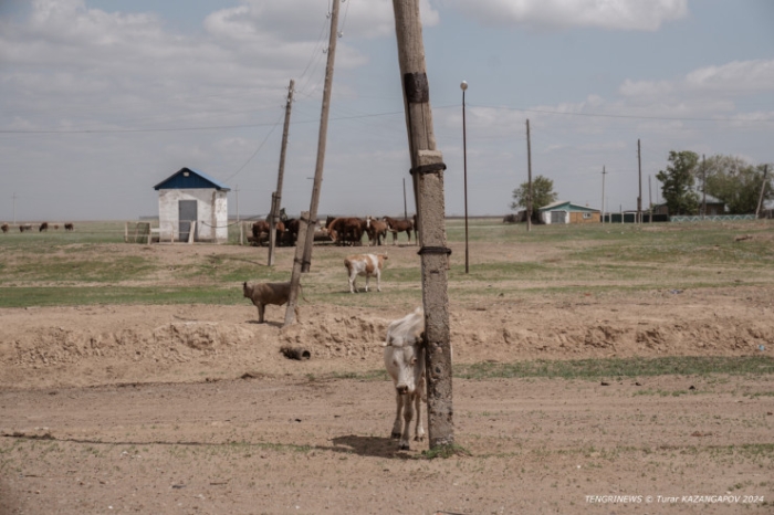 "Было 120 дворов, осталось - 14". Как в области Абай лесники не дают умереть целому селу "Было 120 дворов, осталось - 14". Как в области Абай лесники не дают умереть целому селу