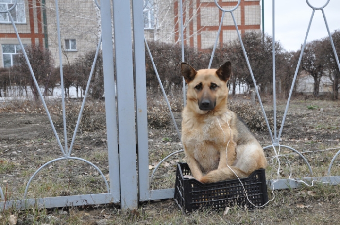 Эвакуируют даже эвакопункты: Петропавловск в ожидании самой большой воды в истории города Эвакуируют даже эвакопункты: Петропавловск в ожидании самой большой воды в истории города