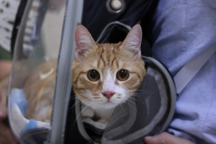 Как чипируют домашних животных в Казахстане